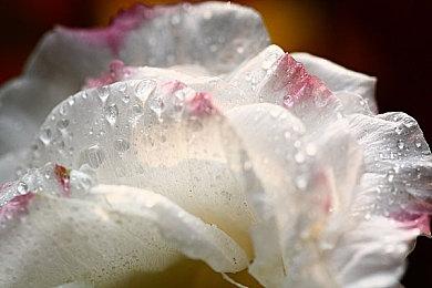 《秘影曼德拉：女巫树的低语》新增二周目模式